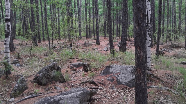 Где-то на Урале лес заменяет людям небо