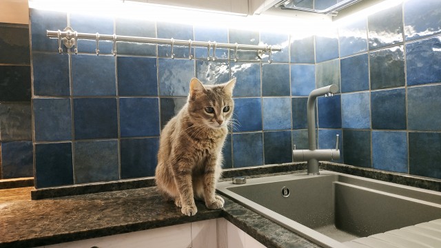 Котовторнику посвящается