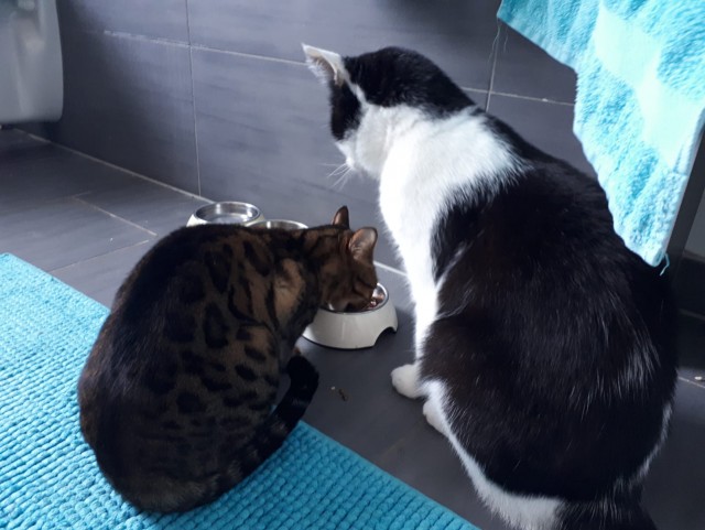 Кот и еда