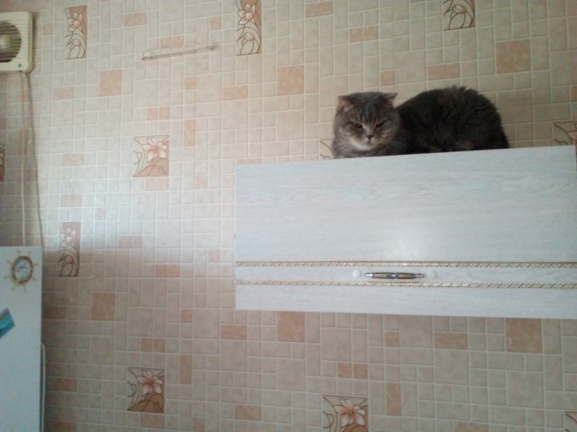 Котовторник же!