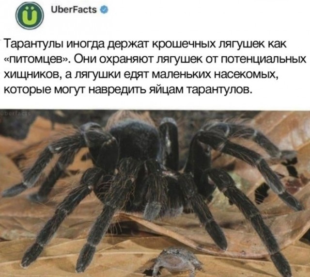 Весёлый полтишок 4.05