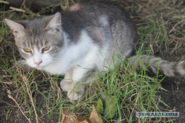 Жизнь домашнего приюта "Котоленд" 304