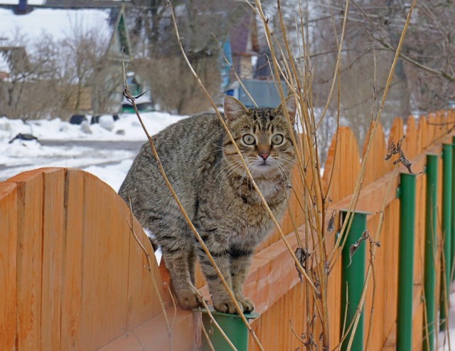 Котовторник так котовторник