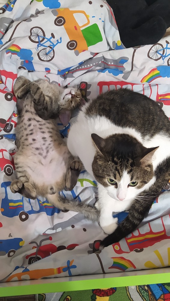 Вторник. Котэ. Пора