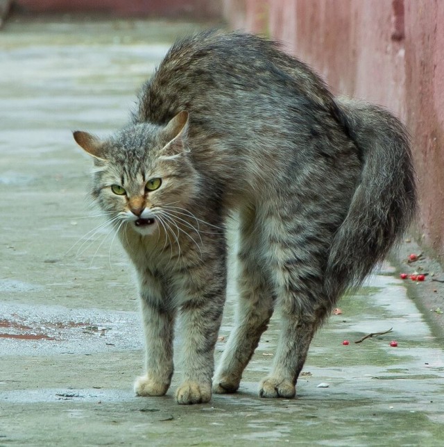 Котэ возмущён
