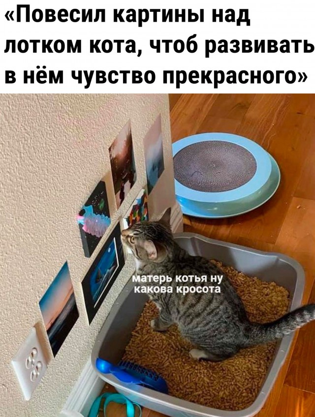 Юмор. Мемы