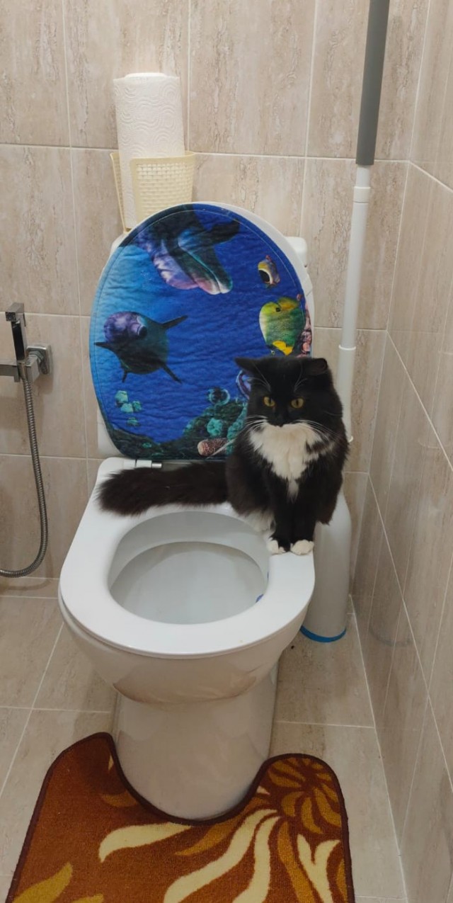 А это мой котан к котовторнику