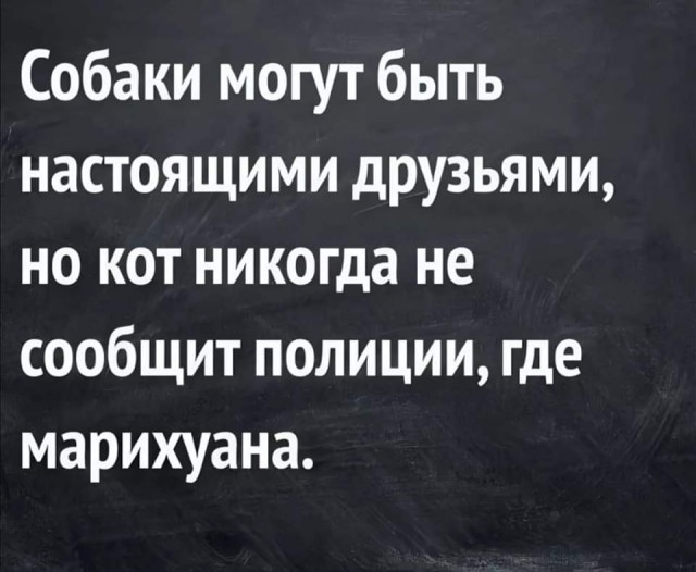 Весёлый полтишок 08.06.2022