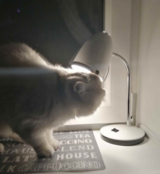 Котовторнику быть