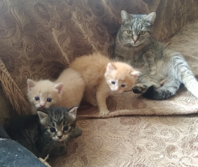 А у нас сегодня кошка родила вчера котят
