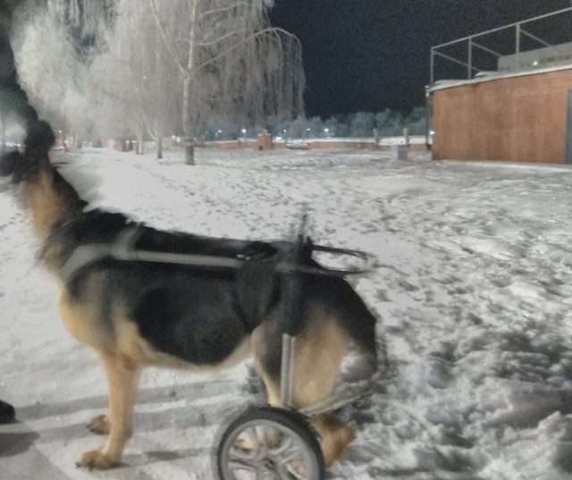 Душераздирающее видео из Тюмени: женщина не захотела платить за обследование своей таксы в ветклинике и бросила её.