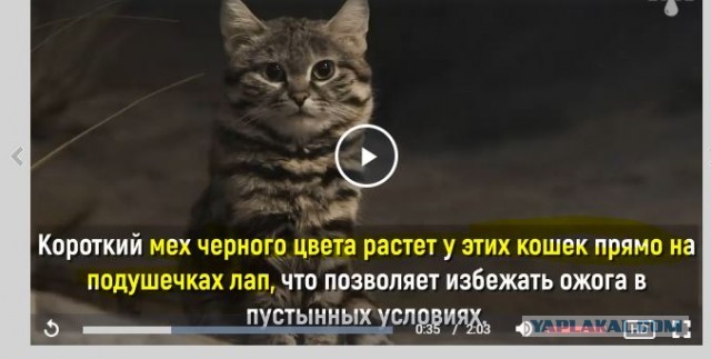 Самая опасная кошка в мире