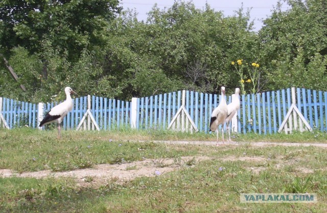 Моя поездка по Беларуси: Минск-Нарочь-Гродно-Брест-Барановичи-Несвиж