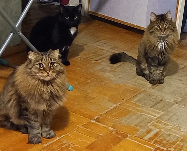 Прогнать кота невозможно