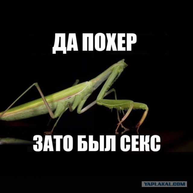 Зоопсихология