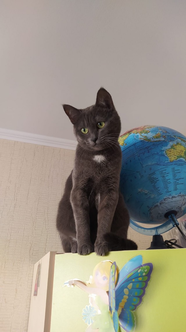Котодракула