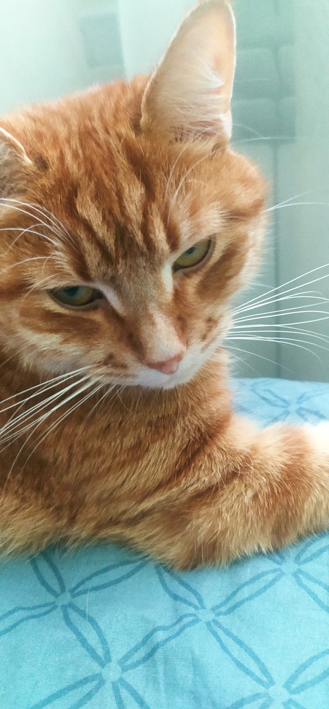 Начинаем котовторник.