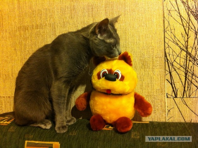 Котовторник 26.03.2013