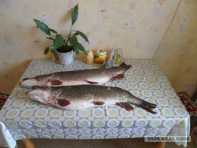 Поймал щуку
