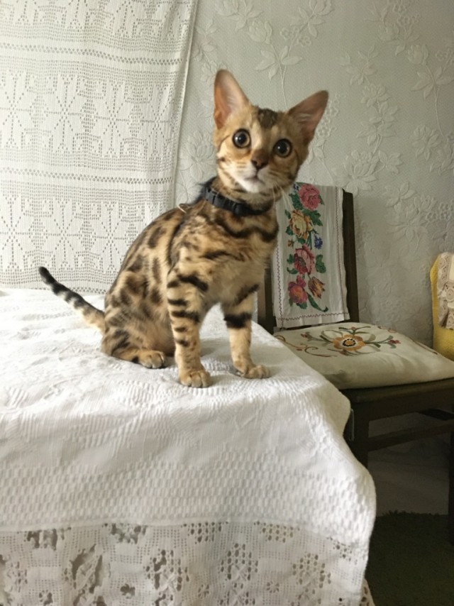 Моя Розетка