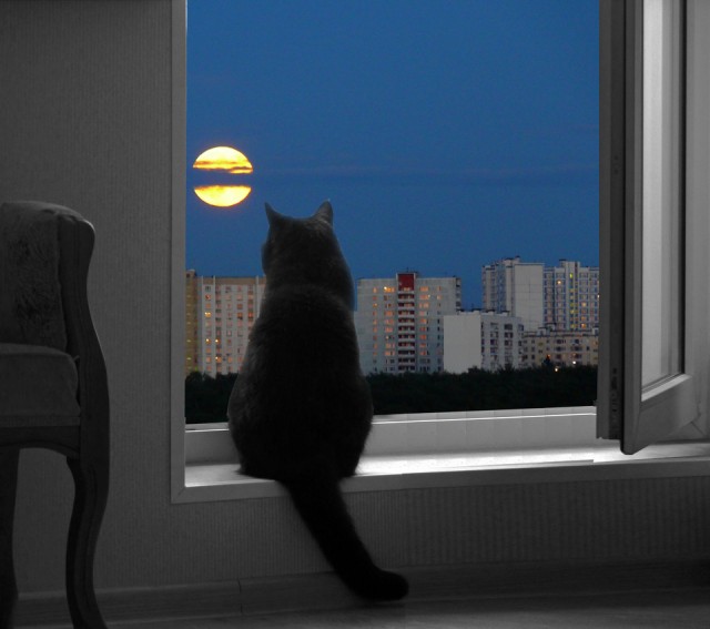 Котовторник 16.04.2013