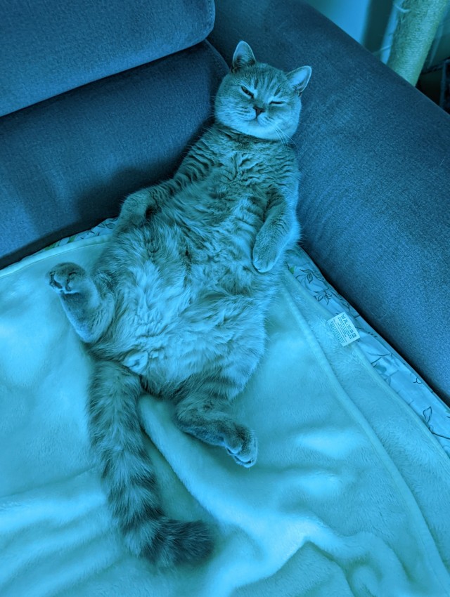 Котя моя. Ну и пусть собакочетверг!