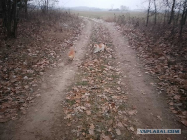 Жизнь домашнего приюта для котеек 472