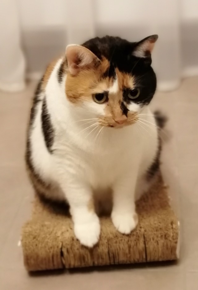 Откуда у котов курдюк и зачем он нужен?