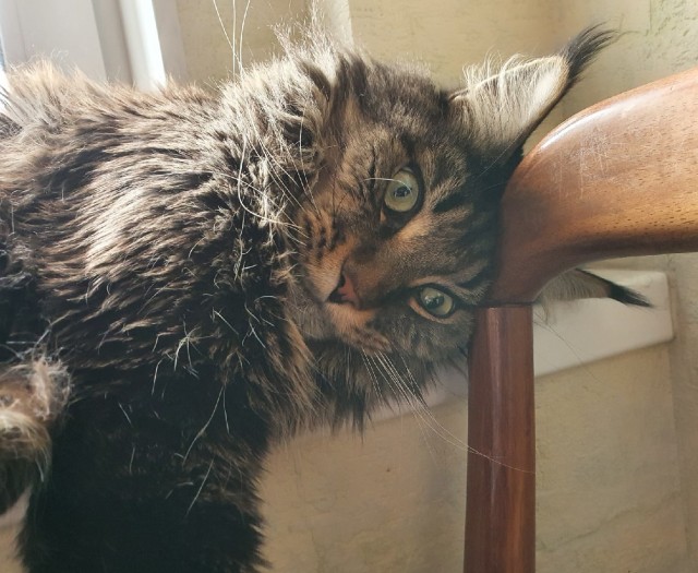 Быстрорастущий кот