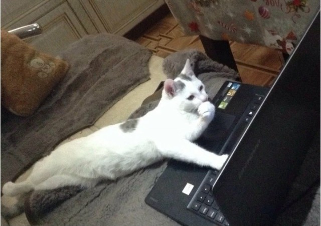 Жизнь домашнего приюта "Котоленд" 431