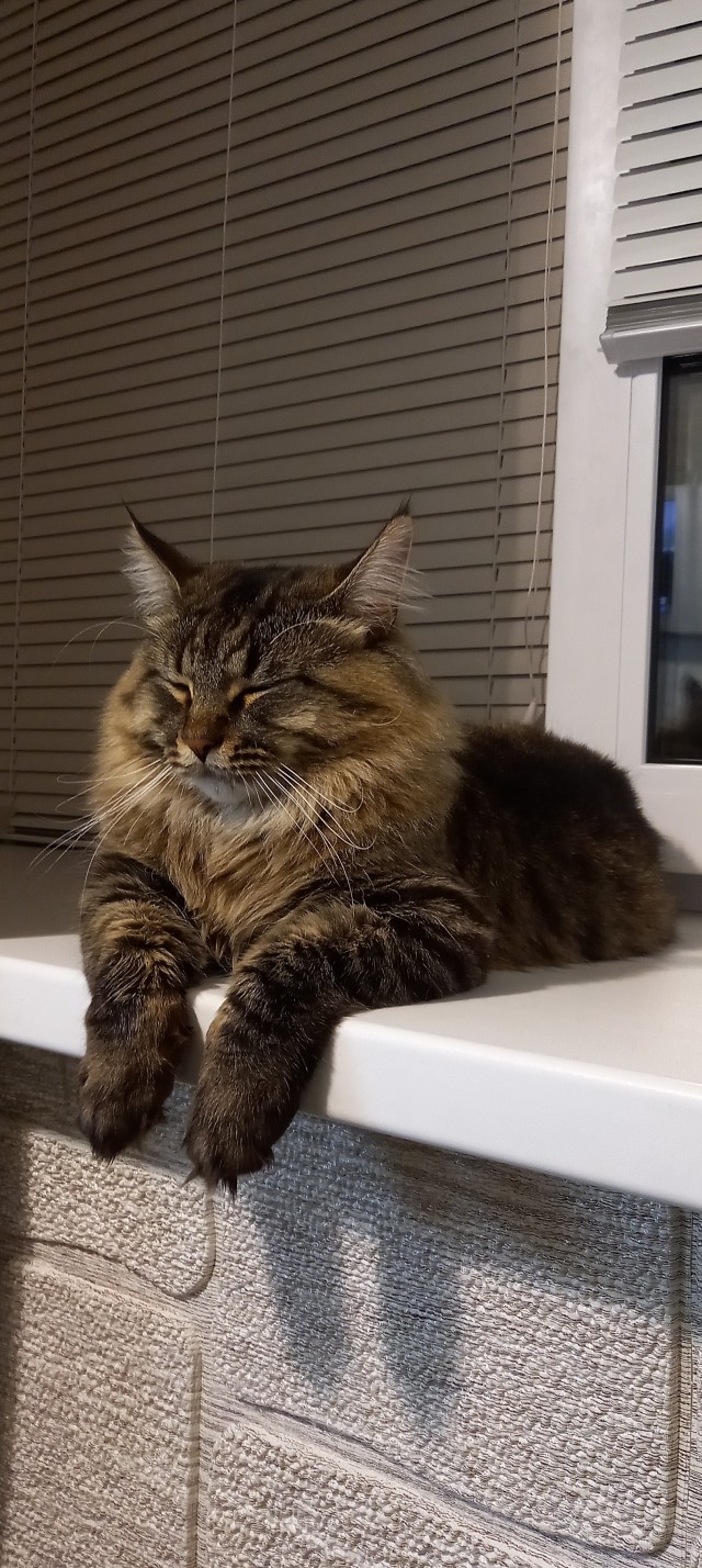 Котовторник 09.04.24