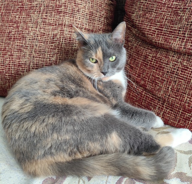 Котовторник