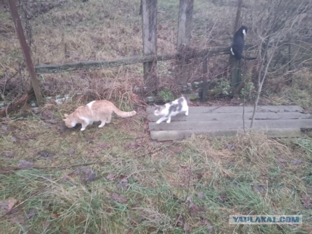 Жизнь домашнего приюта для котеек 525
