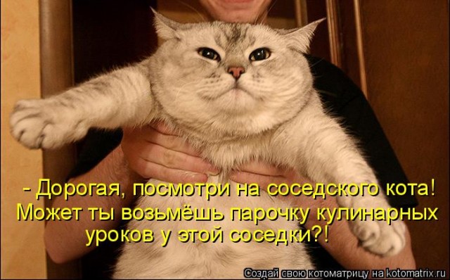 Котэ, совэ и все-все-все