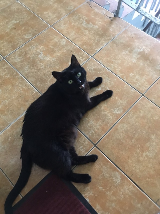 Котэ, совэ и все-все-все