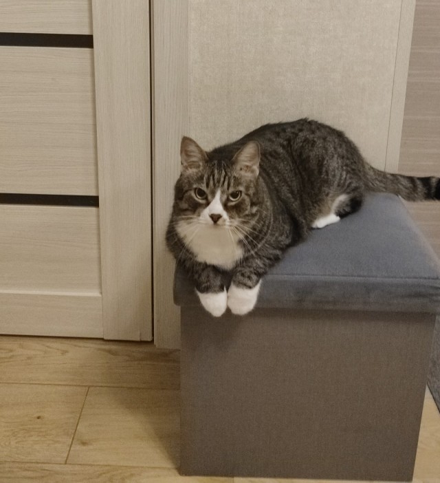 Котовторник