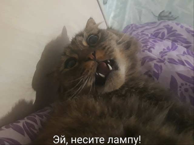 К котовторнику: подборка картинок-баянов с котиками и про котиков. Выпуск 16.