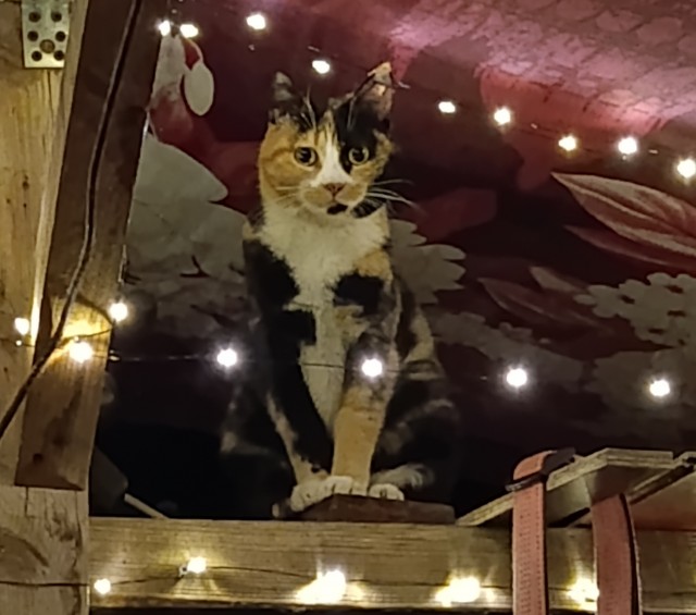 С котовторником!
