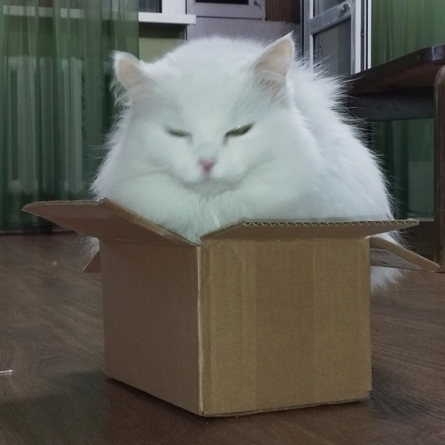 Котовторник.Наши модели