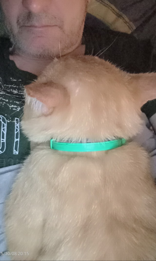 Я не люблю кошек.