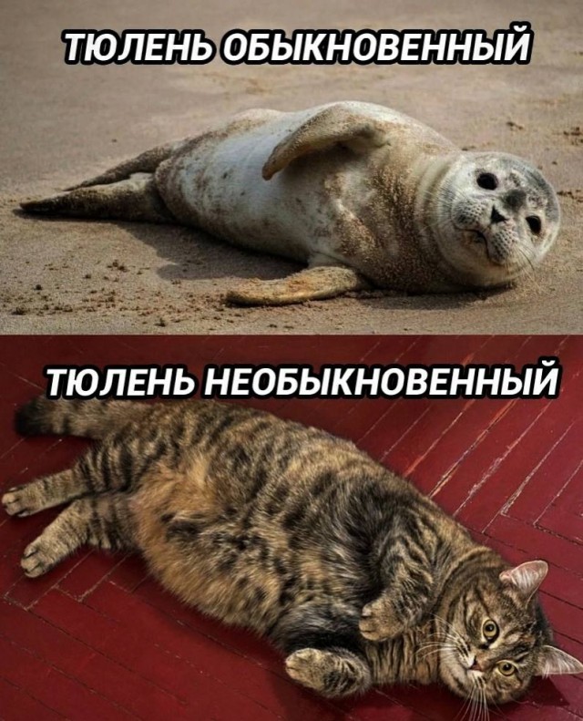 Картинки для деградации 73 (разной степени свежести)