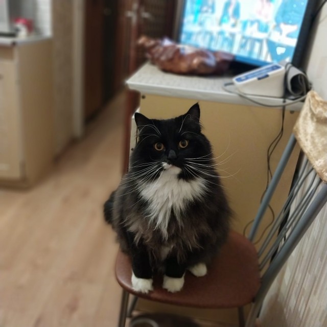 Друзья (котовторник)
