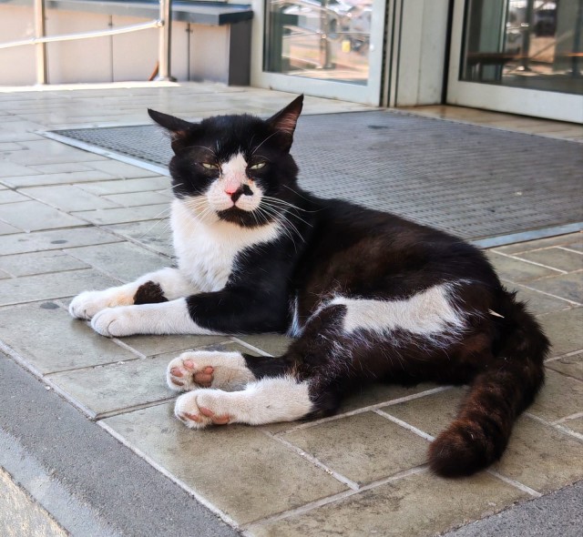 Уличные котики