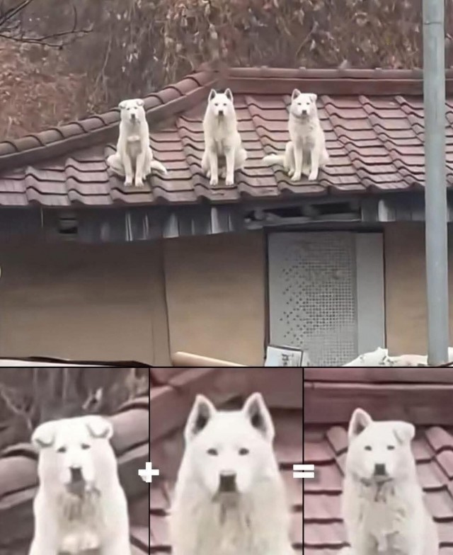 Винегрет из собак