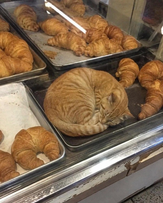 Шерстяной круасанчик