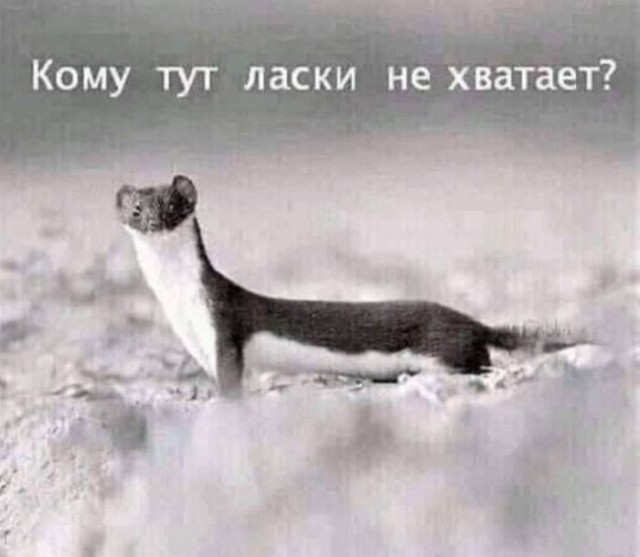 Картинки для деградации 271 (разной степени свежести)