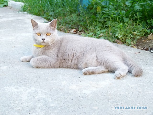 Котовторник   27.08.2013