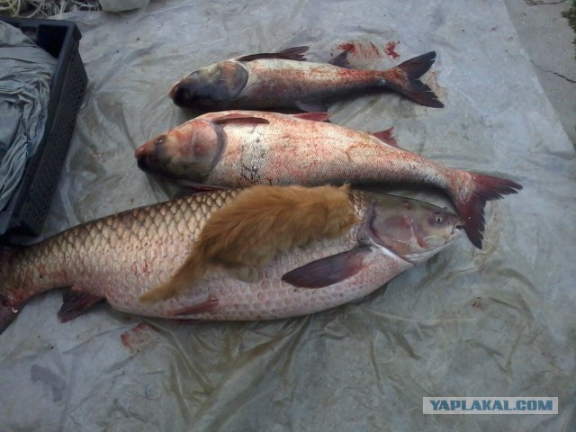 Брат поймал рыбку