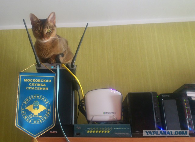 Котовторник 22.10.2013