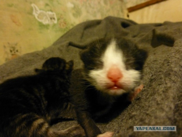 Котовторник 29.10.2013